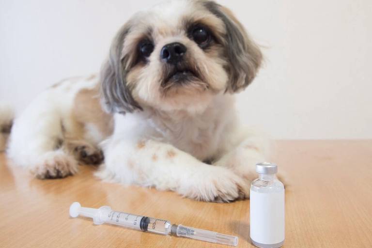 Cachorro pode tomar insulina? Diabetes tem tratamento