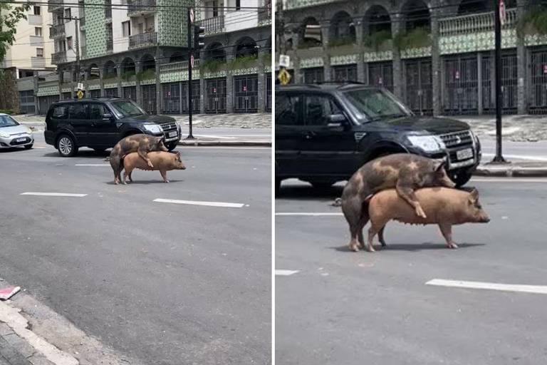 Dois porcos acasalando no meio de uma avenida