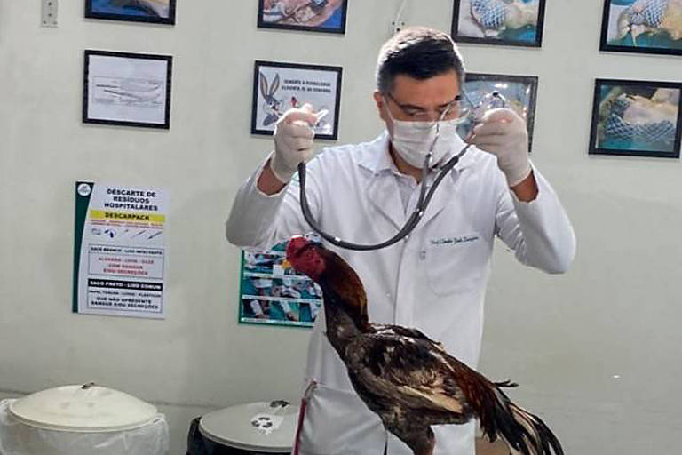 veterinário com estetoscópio examina galo em consultório