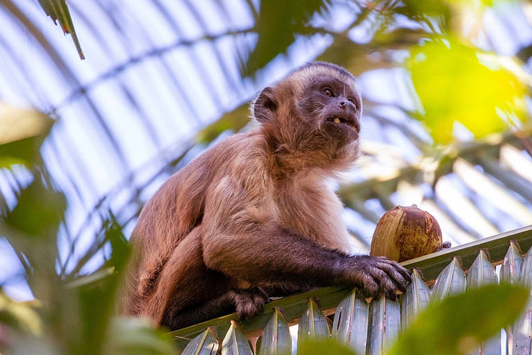 Pesquisadoras investigam macacos-prego que usam pedras como