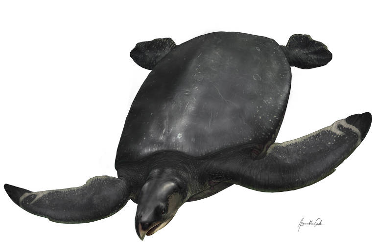Pesquisadores encontram fóssil de tartaruga marinha de quase 4 metros na Espanha