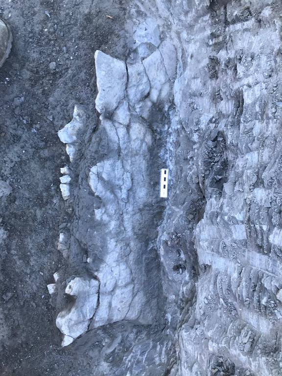 Restos do fóssil Levianthanochelys aenigmatica em rocha sedimentar