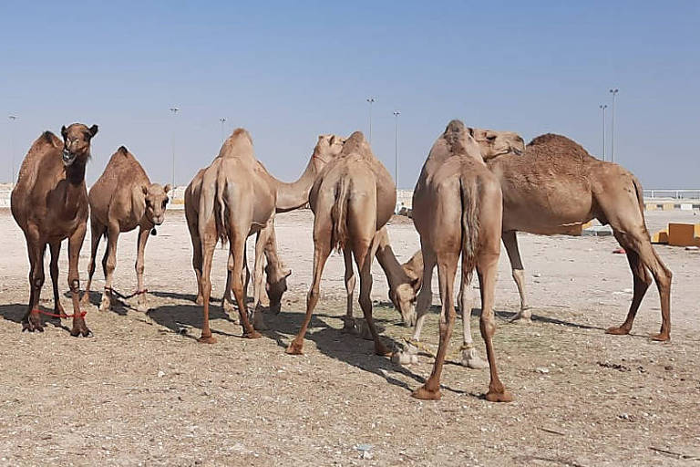 Cristiano Ronaldo terá camelos como vizinhos no Qatar, e Messi, estudantes