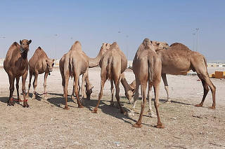Camelos na pista de corrida em Doha
