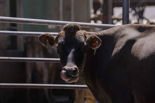 A cow at a dairy farm in Stanwood, Wash., July 22, 2021. (Jovelle Tamayo/The New York Times)