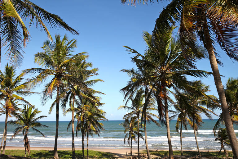 Praia cercada de coqueiros em Imbassaí, no litoral baiano