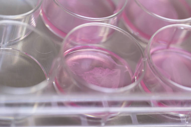 Cultura de células musculares de frango em matriz de nanofibras à base de celulose, previamente esterilizadas com irradiação gama no  laboratório do Centro Federal de Educação Tecnológica de Minas Gerais 