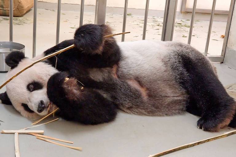 Panda gigante Tuan Tuan