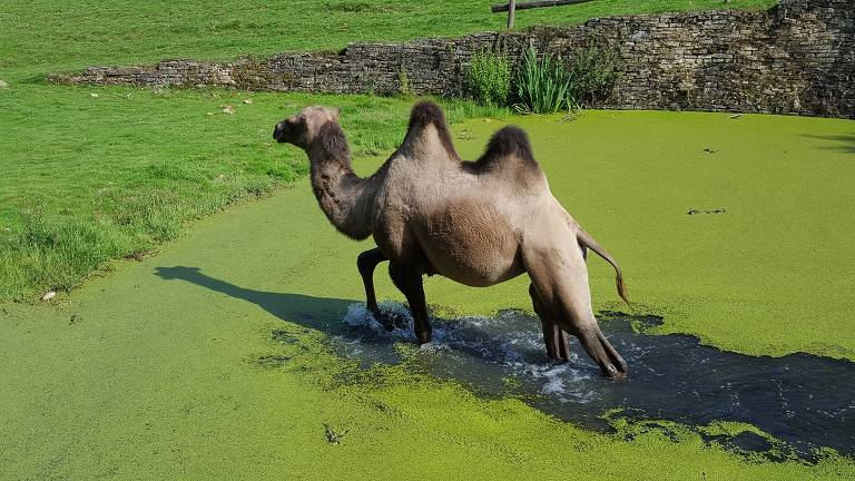 Veja a diferença entre dromedários e camelos