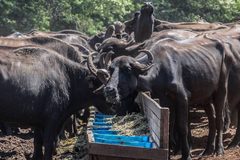 búfalos comendo em coxo de fazenda