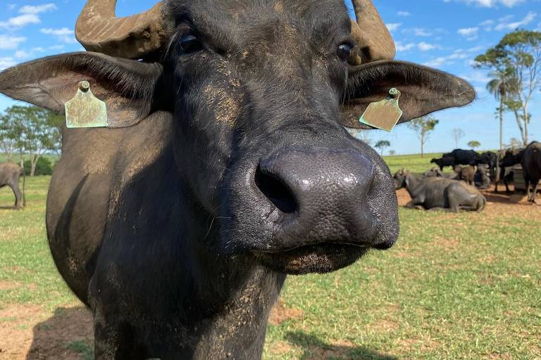 retrato de um búfalo em fazenda