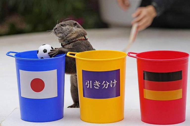 Lontra segurando mini bola de futebol, colocando em um balde azul com a bandeira do Japão. Ao lado há um balde amarelo com um escrito em roxo e um balde vermelho com a bandeira da Alemanha