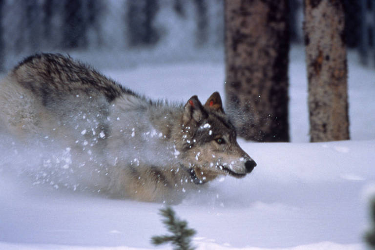 Lobo corre na neve em meio à floresta