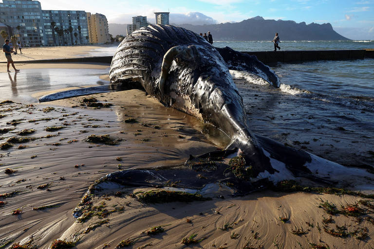 Baleia-jubarte morta em uma praia na África do Sul. Pessoas ao redor olham para o corpo do animal estendido na faixa de areia