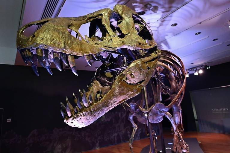 Crânio de T. Rex é leiloado por US$ 6,1 milhões - 11/12/2022