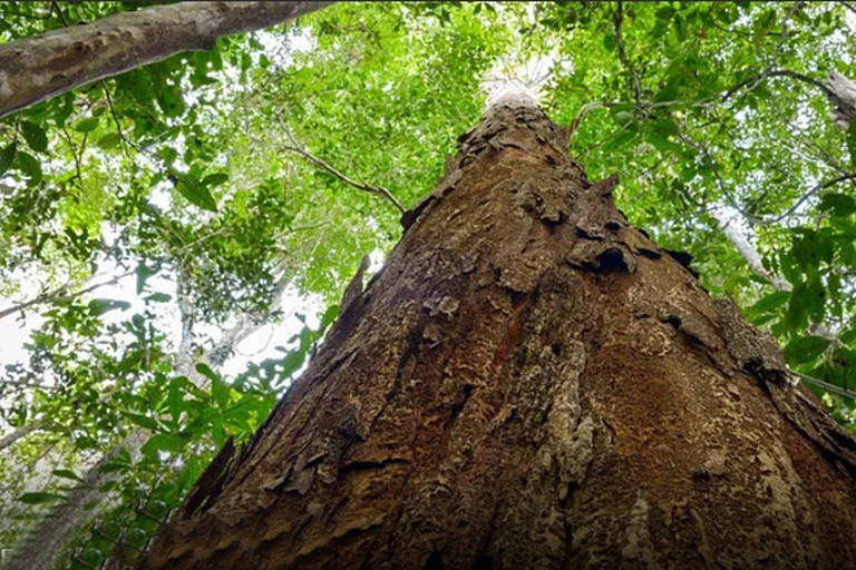 Copa de uma árvore de pau-brasil vista a partir do seu tronco