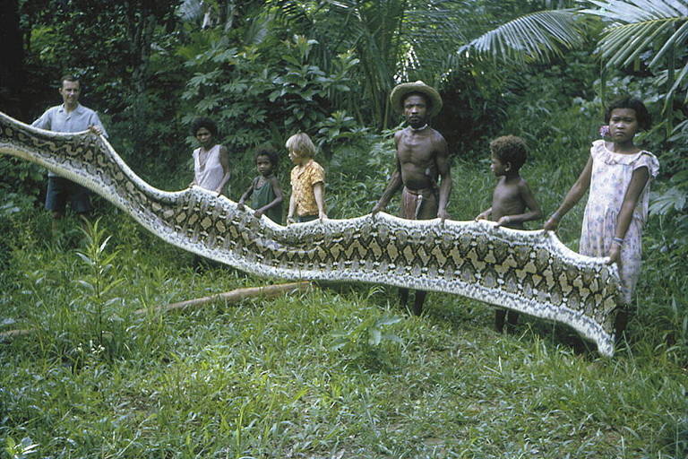 Família de moradores das Filipinas com uma pele de uma cobra píton reticulada