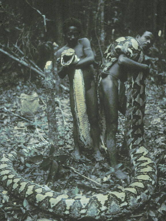 Dois homens negros seguram uma píton reticulada de quase 7 metros de comprimento morta. A cabeça da cobra está sendo segurada pelo homem da frente na foto
