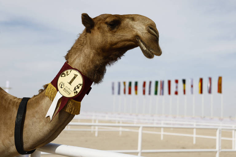 Em meio à Copa do Mundo, Qatar promove concurso de beleza com camelos; veja fotos de hoje