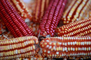 People take part in the Corn and Milpa Fair in the Zocalo square in Mexico City