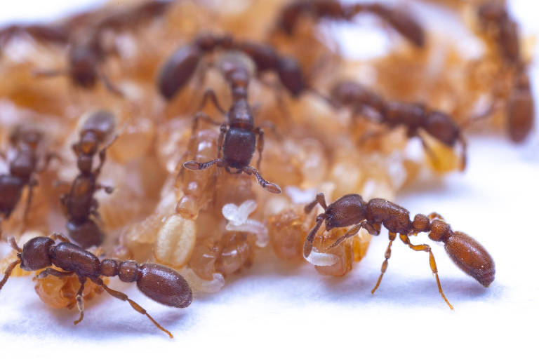 Formigas da espécie "Ooceraea biroi"; as larvas, brancas, estão "mamando" nas pupas (em marrom-claro) ao lado das adultas (de cor marrom-escura)