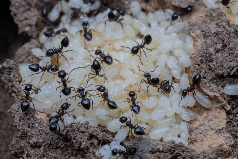 Formigas marrons dentro do formigueiro cuidam das pupas brancas da espécie