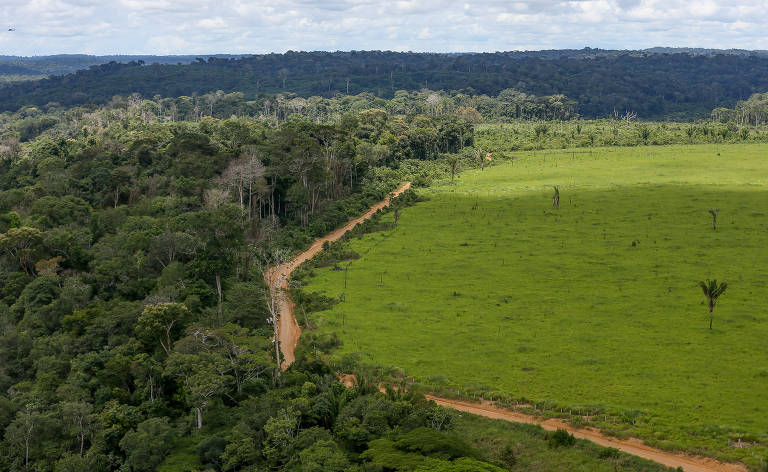 Alemanha alerta que desmatamento pode emperrar cooperação com Brasil em  outras áreas