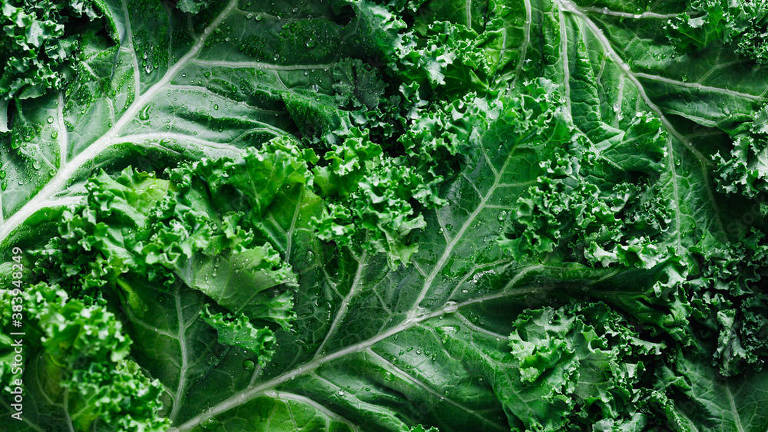 Couve kale, rico em nutrientes e antioxidantes
