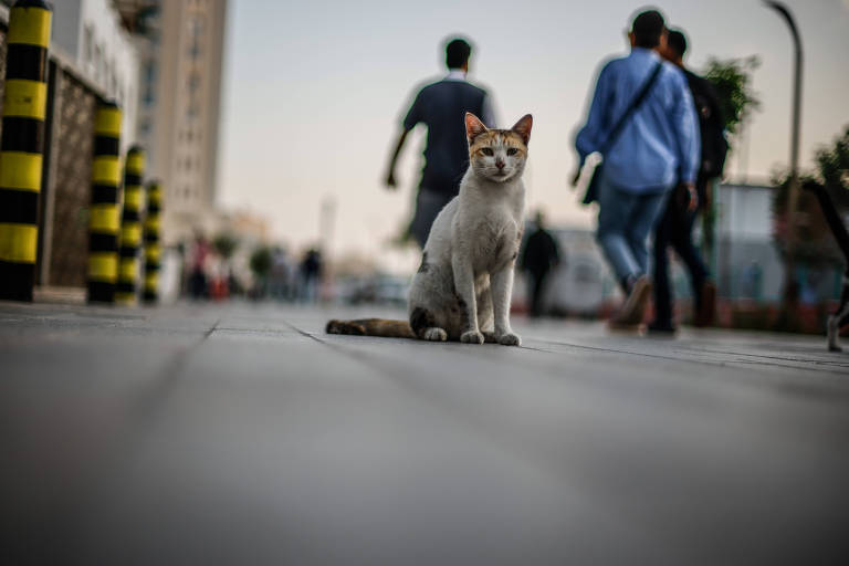 ONGs dizem que milhares de gatos e cães foram tirados de ruas de Doha antes da Copa