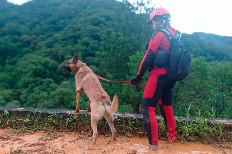 Cães farejadores ajudam na busca por soterrados há 4 dias no PR; veja vídeo