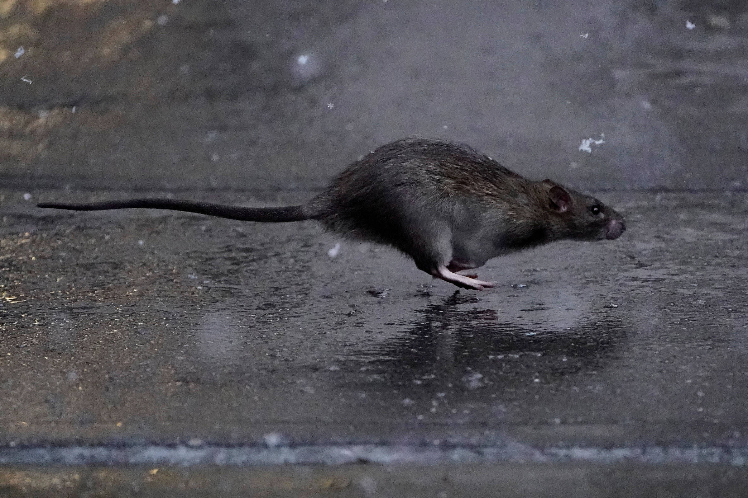 Comendo com ratos': Nova York está sofrendo com invasão de roedores