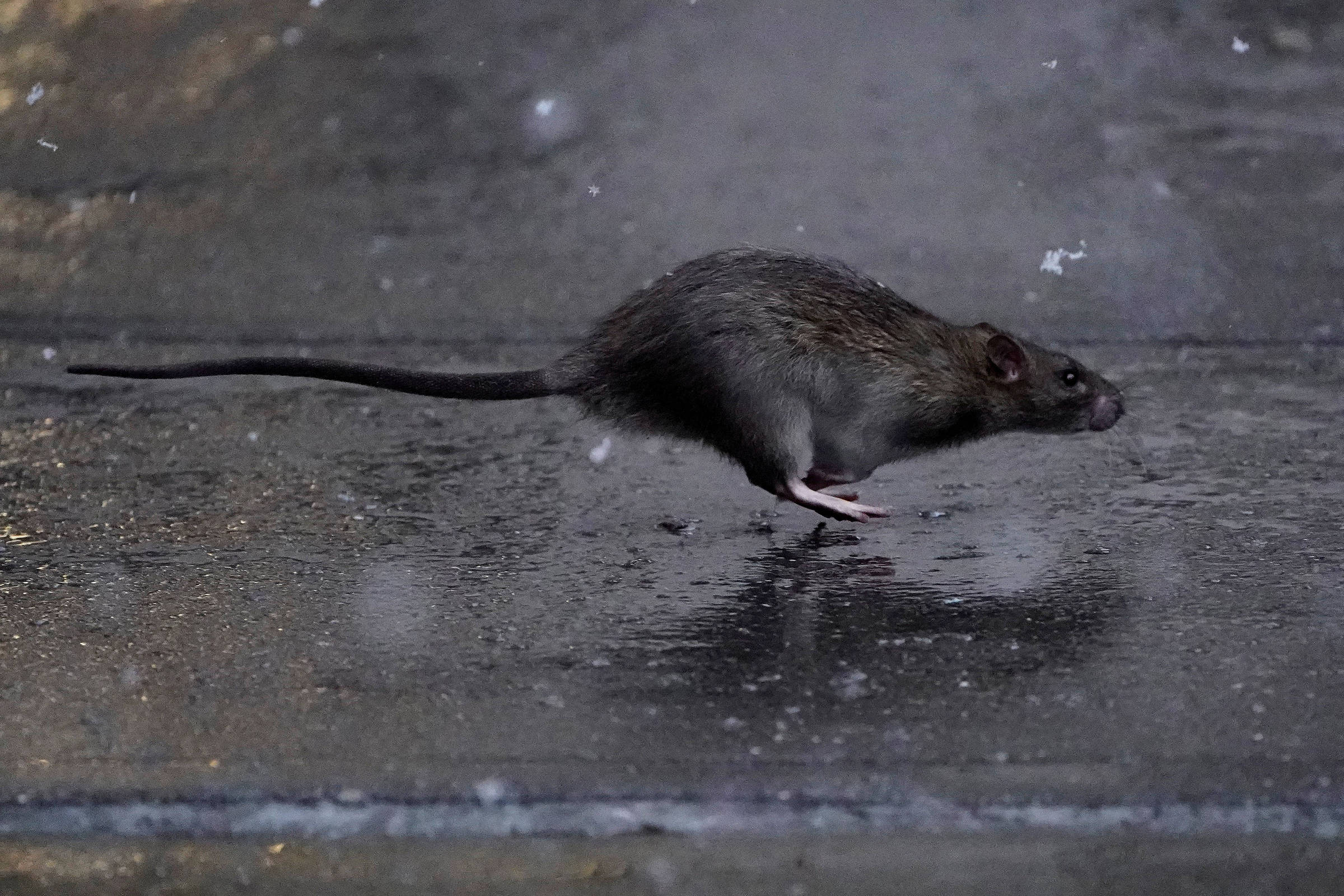 Invasão de ratos em Nova York abala imagem de recuperação depois da pandemia