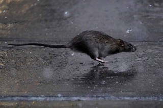 FILE PHOTO: A rat runs across a sidewalk in the snow in the Manhattan borough of New York City