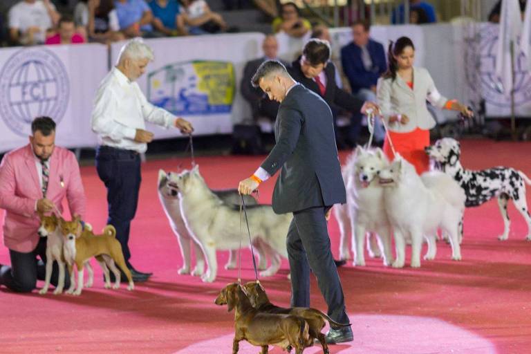 São Paulo recebe World Dog Show, evento com cães de 50 países