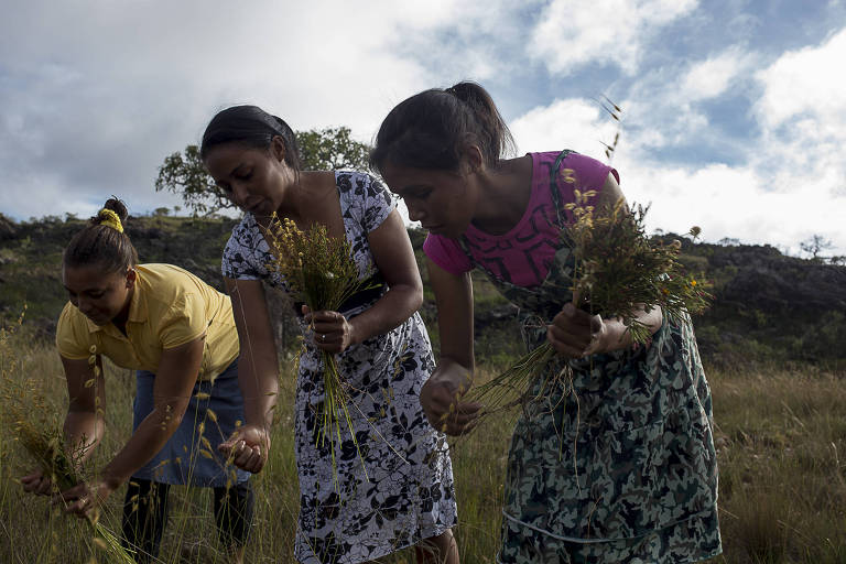 Apanhadores de flores em Minas insistem em tradição apesar de prática sob risco