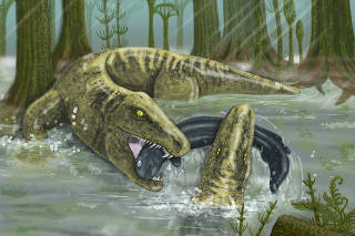 An artist's reconstruction of the large early tetrapod and apex predator Whatcheeria