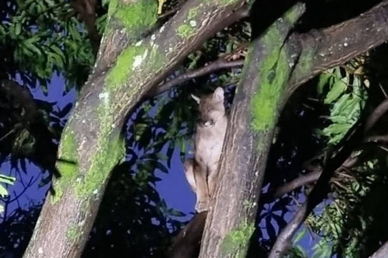 Onça-parda no alto de uma árvore do tipo mangueira, em Belo Horizonte