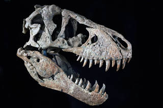 An undated photo provided by SothebyÕs shows a Tyrannosaurus rex skull that sold at auction for $6.1 million on Friday, Dec. 9, 2022. (Sotheby's via The New York Times)