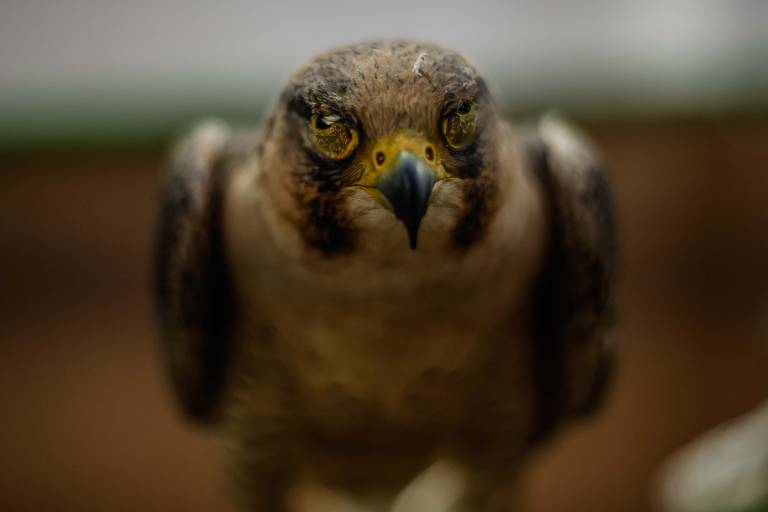 Falcão, ave simbólica do Qatar