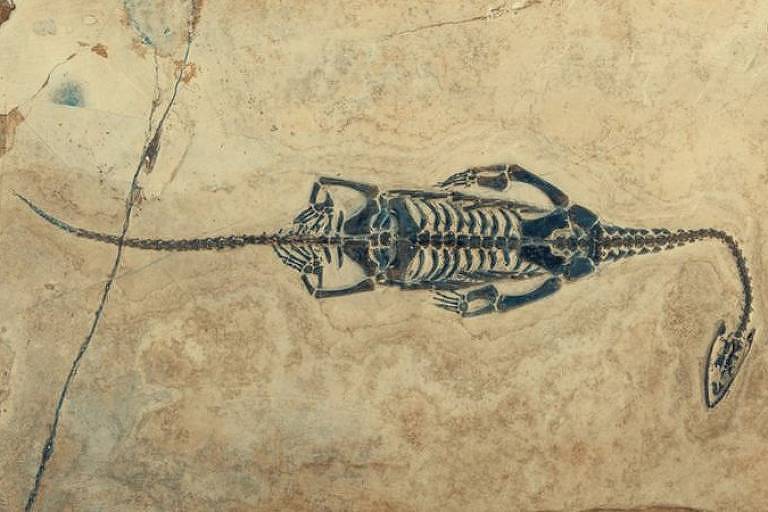 Esqueleto fossilizado de um Keichousaurus, do Período Triássico