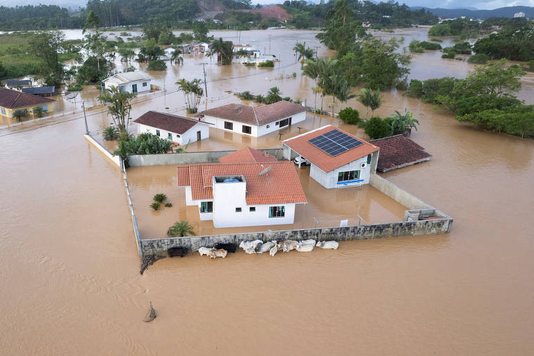 Casa e gado isolados em área inundada