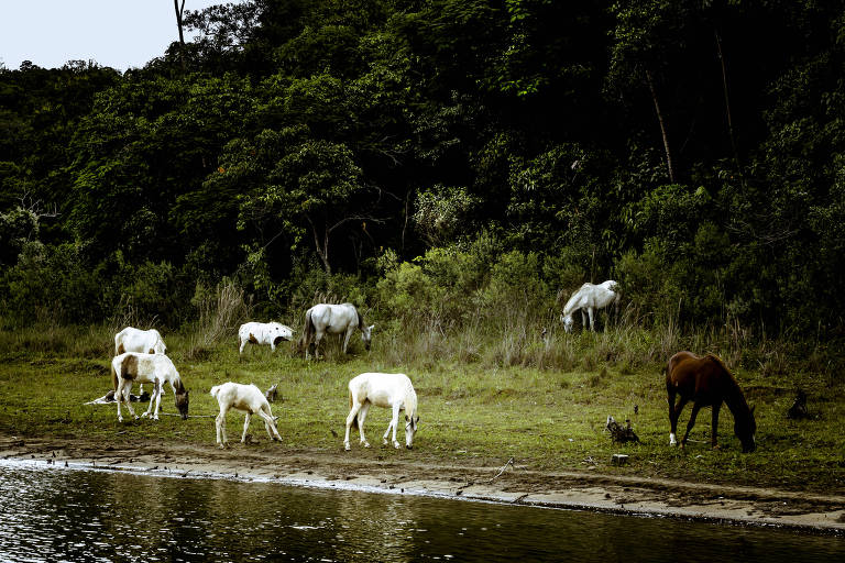 Foto de cavalos pastando na margem da represa Atibainha e ao fundo árvores nativas