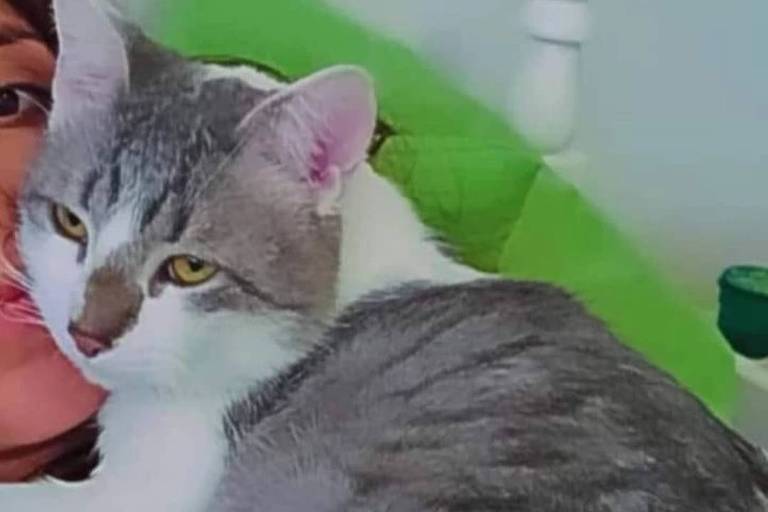 Autoridades bolivianas buscam  o gato Tito que desapareceu em aeroporto