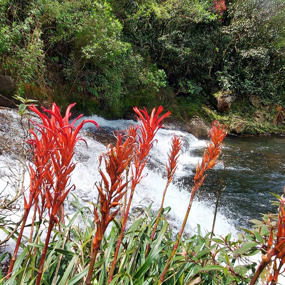 Parque Caminhos Do Mar Abre Trilha Da Cachoeira Da Torre Logo Ali Folha