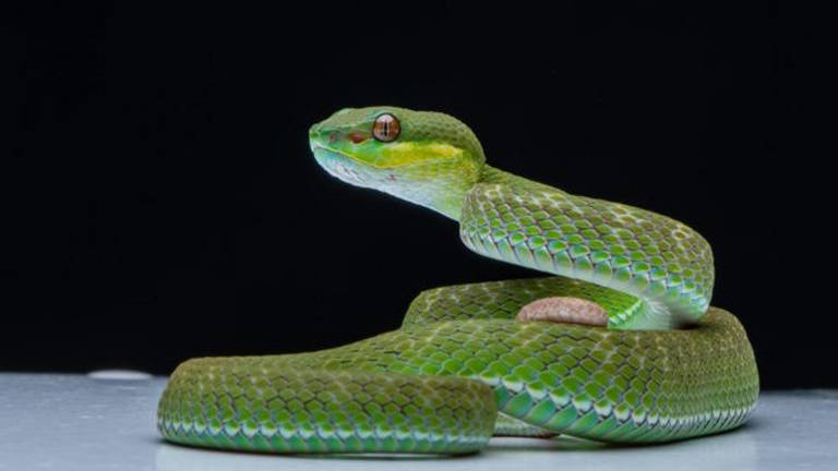 Cientistas encontram clitóris em cobras fêmeas 