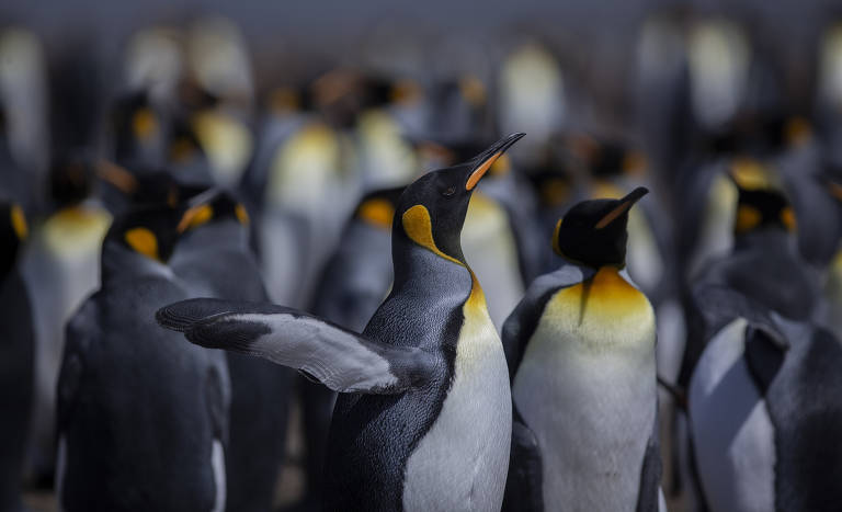 Ilhas Malvinas oferecem imersão única na vida selvagem