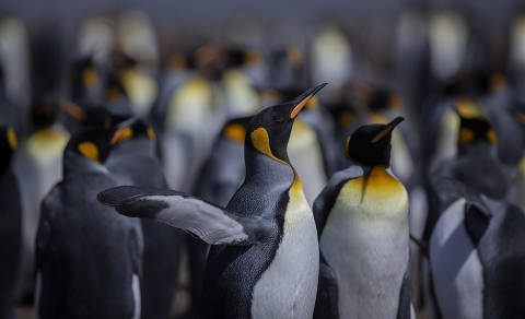 STANLEY, FALKLANDS/MALVINAS, 18-11-2022: Pinguim-rei, em Volunteers Point, nas ilhas Falklands/Malvinas. (Foto: Eduardo Anizelli/ Folhapress, TURISMO) ***EXCLUSIVO*** ***NÃO USAR SEM AUTORIZAÇÃO DA FOTOGRAFIA DA FOLHA DE S.PAULO***