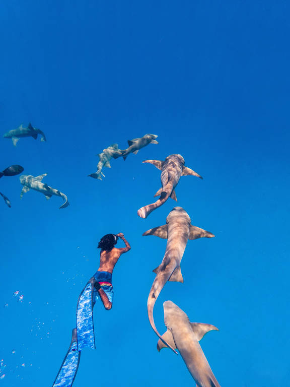 Saiba como é a experiência de nadar com tubarão nas Maldivas