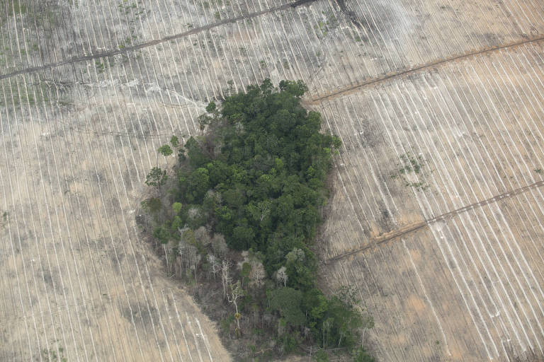 Desmatamento em biomas do Brasil chega a 108.463 km2 em cinco anos