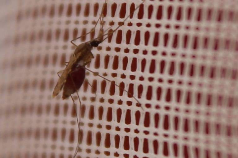 Mosquito em rede para mosquitos